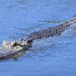 Man bit by alligator after mistaking reptile for ‘dog with a long leash’