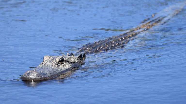 Man bit by alligator after mistaking reptile for ‘dog with a long leash’